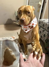 Chief Treat Officer Reversible Dog Bandana