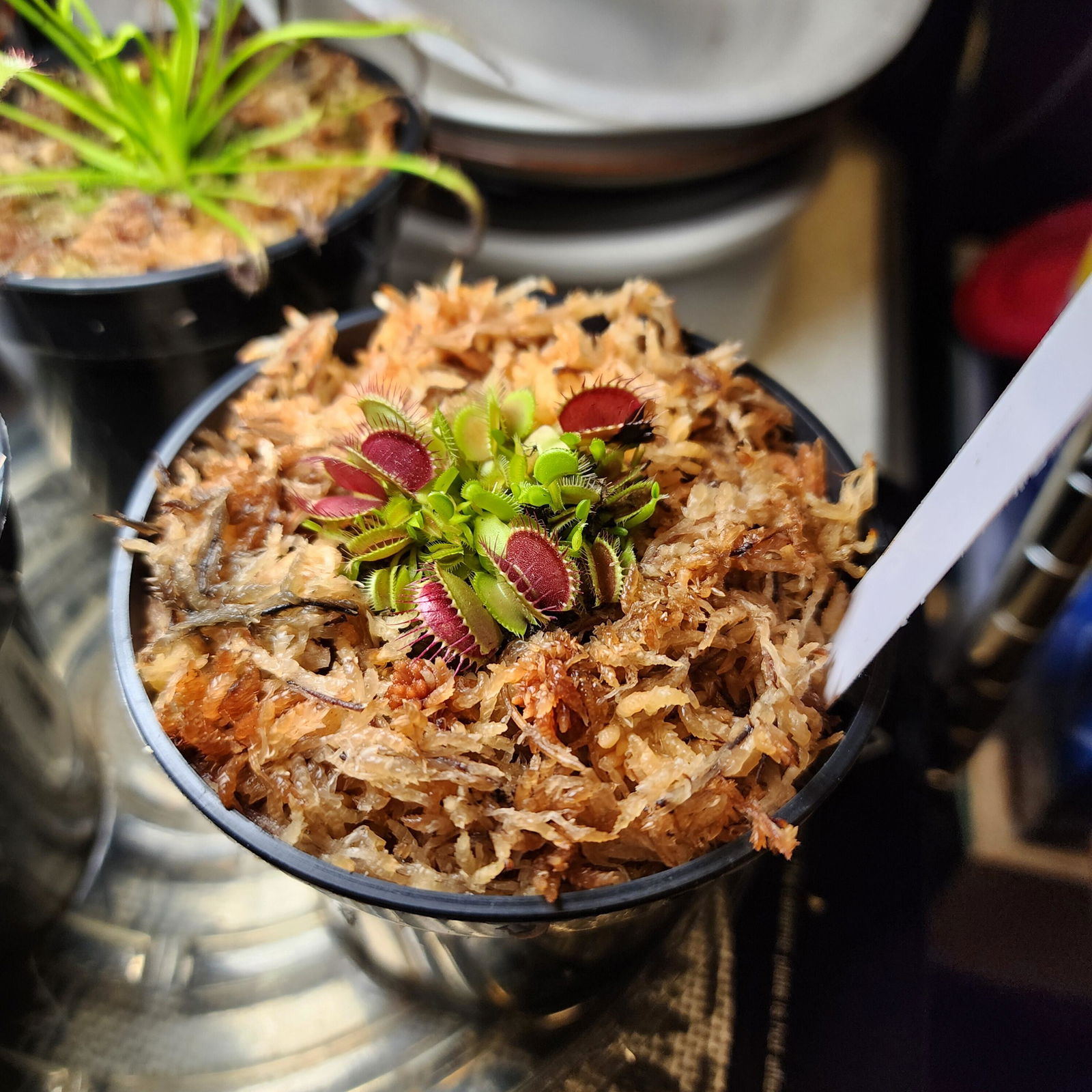B52 Venus Fly Trap For Sale | Buy Venus Flytrap For Sale | Dionaea