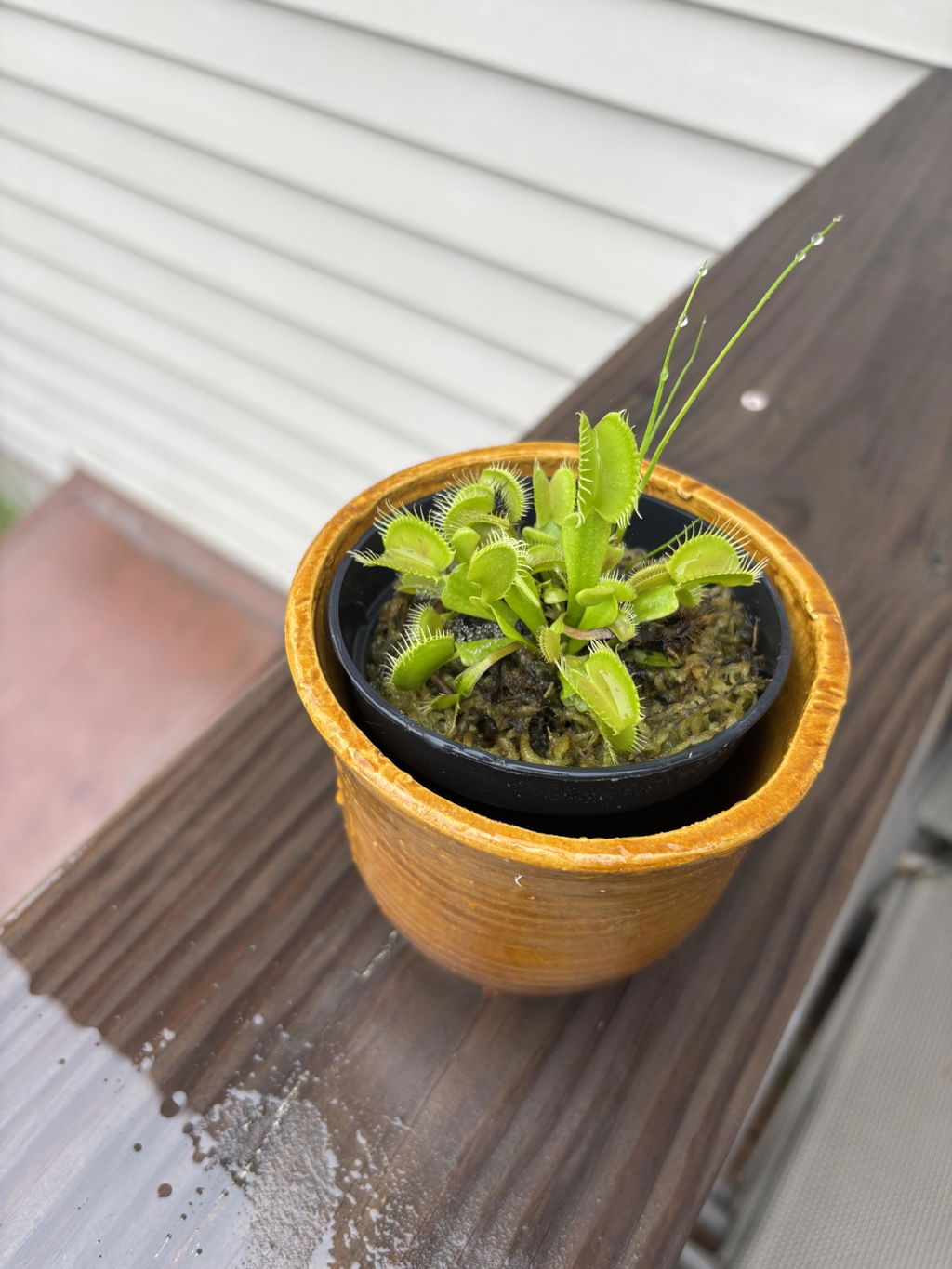 B52 Venus Fly Trap For Sale | Buy Venus Flytrap For Sale | Dionaea