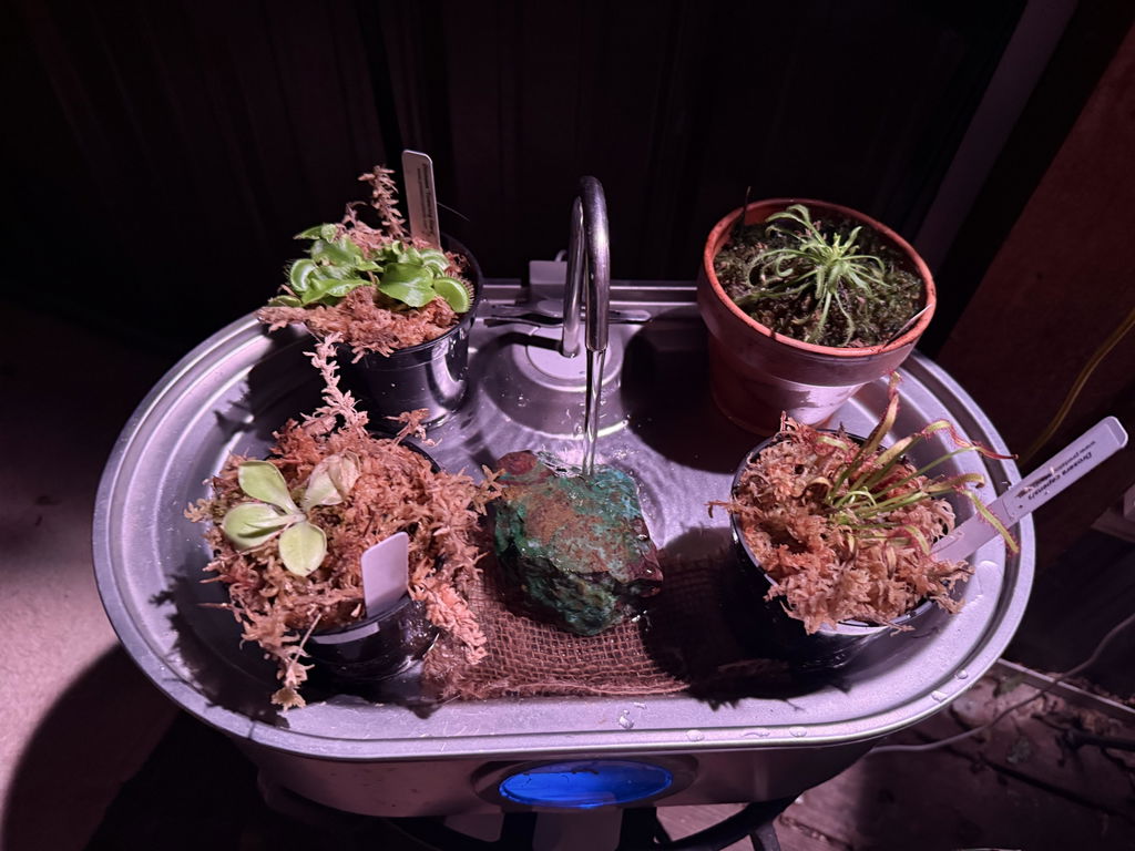 Venus Fly Trap 