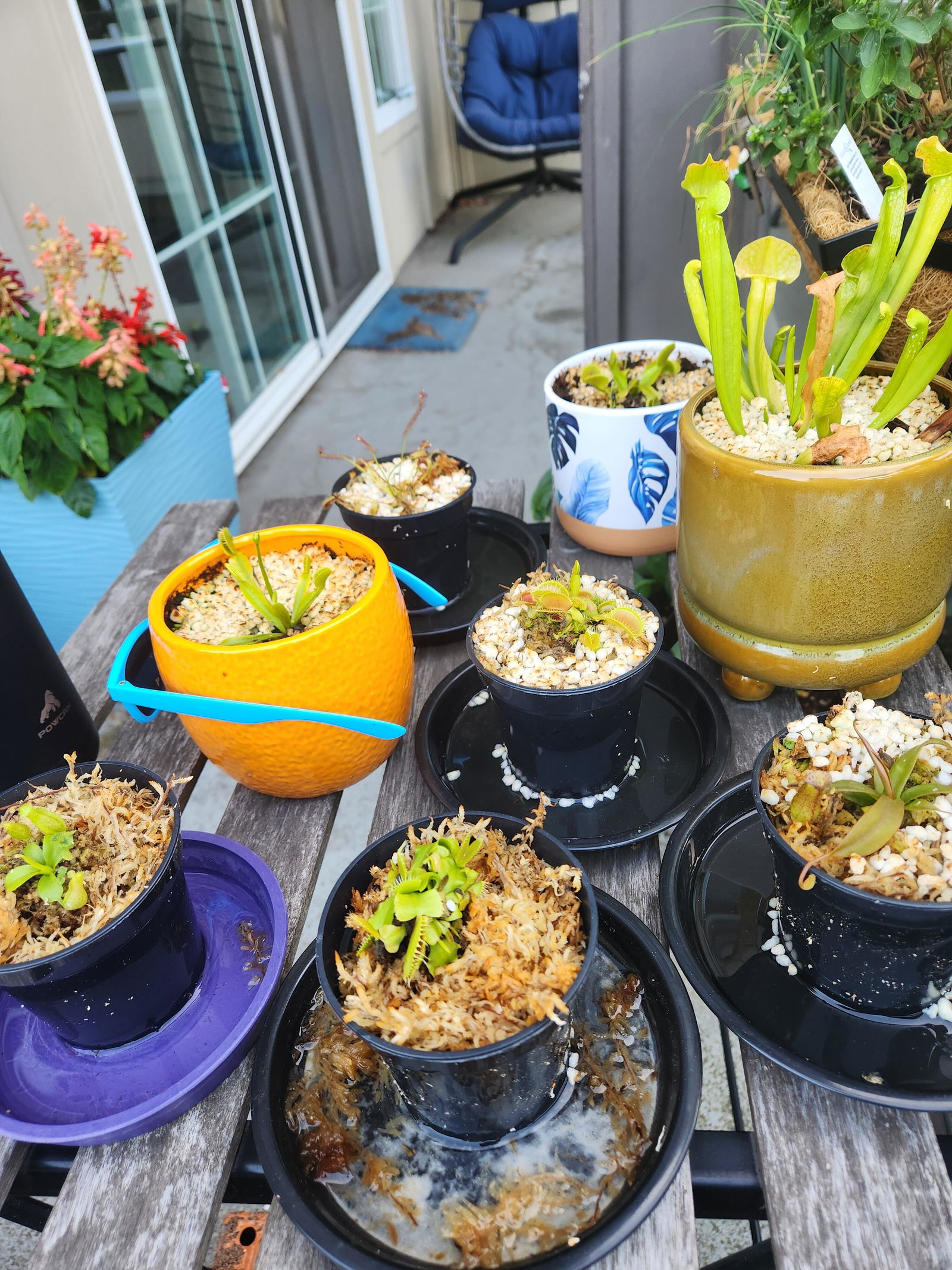 Carnivorous Plant Beginner Collection | Live Carnivorous Plants