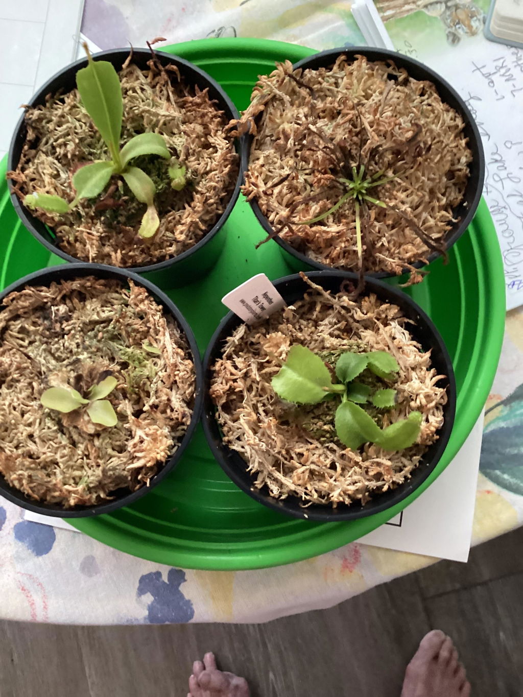 Nepenthes Truncata Titan's Tower | Buy Nepenthes Truncata For Sale