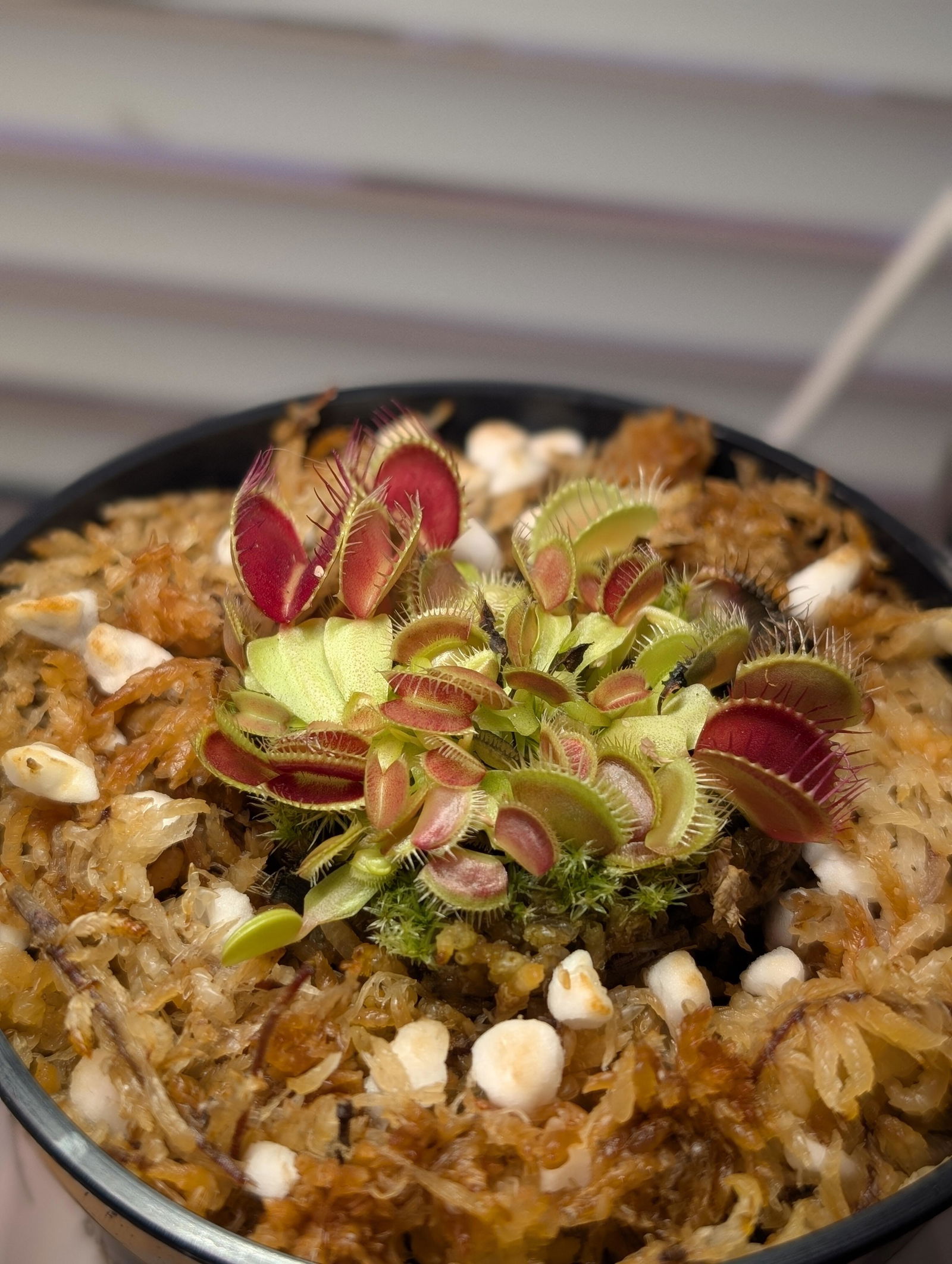 B52 Venus Fly Trap For Sale | Buy Venus Flytrap For Sale | Dionaea