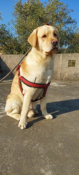 Satyam Mishra review photo