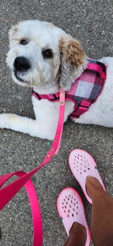 Original Leash - Design your Own