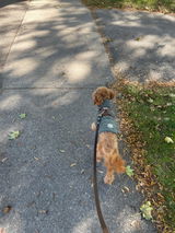 Hands Free Leash