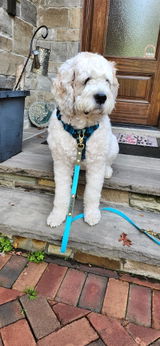 Hands Free Leash - Design your Own