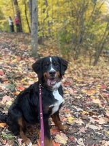 Burgundy - Original Leash