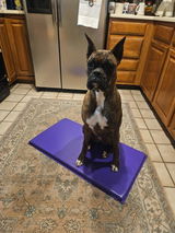 Boxerpixie review photo