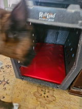 Boxerpixie review photo