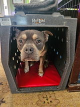 Boxerpixie review photo