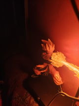 Sanjana . review photo