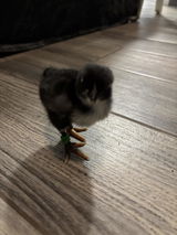Linzi review photo