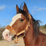 Sharon Wadsworth review photo