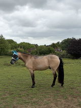 Jane Walton review photo