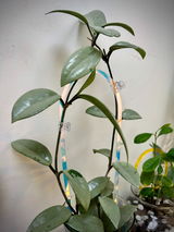 Rainbow Trellis review photo