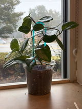 Arka™ Petite Trellis