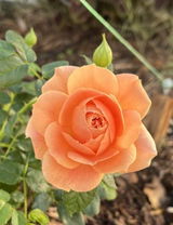 Minda L. review photo