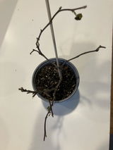 Jenifer P. review photo