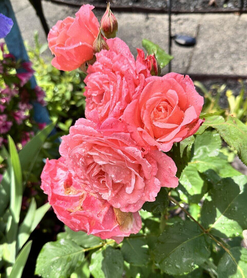 Rose | Reminiscent® Coral | Proven Winners® Shrubs – Proven