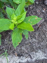 Maura R. review photo