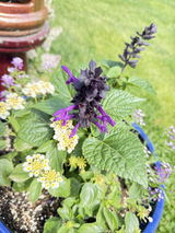 garden d. review photo
