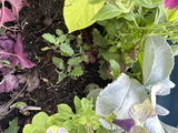 Sharon M. review photo