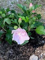 Jess review photo