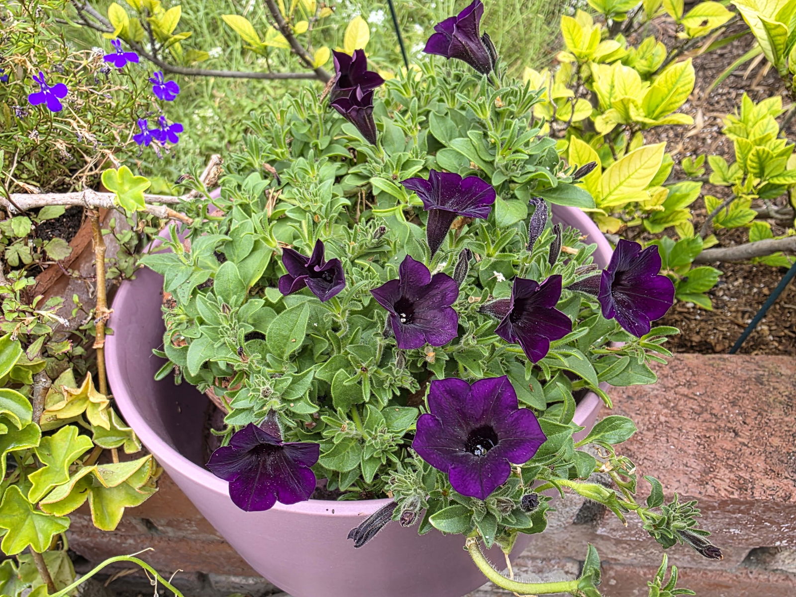 HC-8 Heartfelt Classic Petunia セット　未使用 Petunia | Supertunia Mini Vista® Midnight | Proven Winners