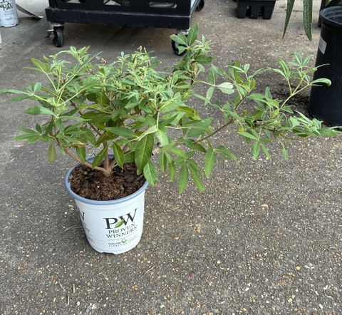 Rock Steady® Chastetree (Vitex agnus-castus)