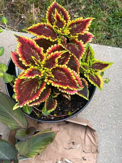 ColorBlaze® El Brighto Coleus (scutellarioides)