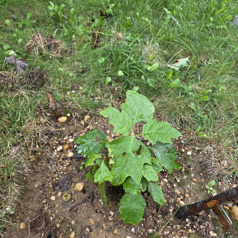 Gatsby Moon® Oakleaf Hydrangea (quercifolia)