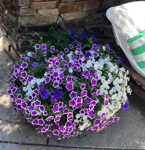 Supertunia® Hoopla® Vivid Orchid™ Petunia