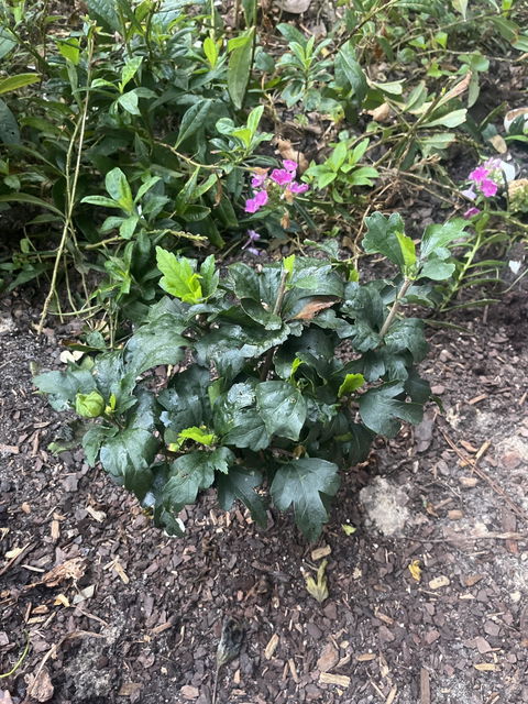 Summerific® 'All Eyes on Me' Rose Mallow (Hibiscus hybrid)