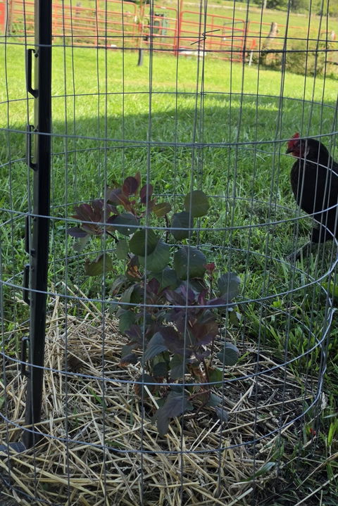 Winecraft Black® Smokebush (Cotinus coggygria)
