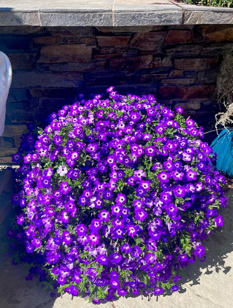 Supertunia® Blue Tiara™ Petunia