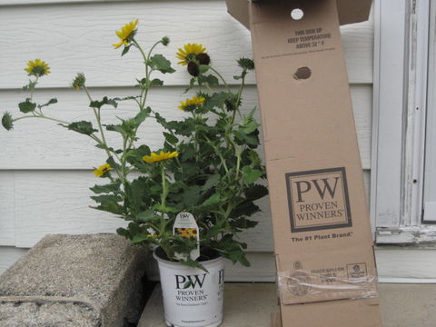 Limited Edition Royale™ | Suncredible® Yellow Sunflower (Helianthus hybrid)