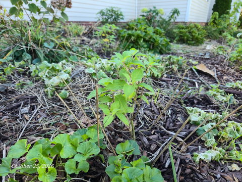Puffer Fish® Panicle Hydrangea (paniculata)