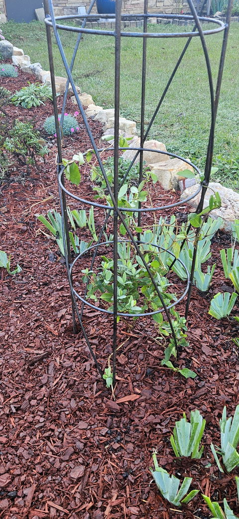 'Scentsation' Honeysuckle (Lonicera periclymenum)
