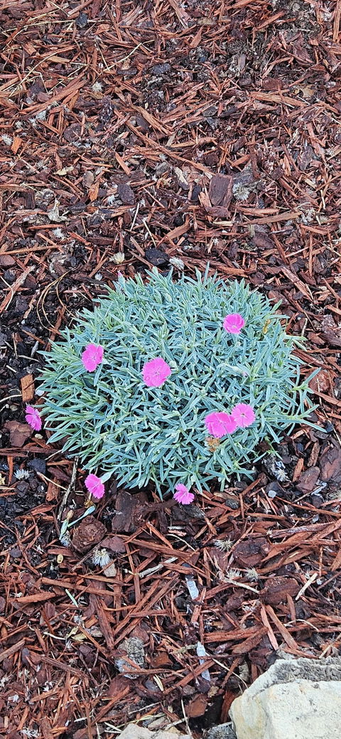 'Paint the Town Magenta' Pinks (Dianthus hybrid)