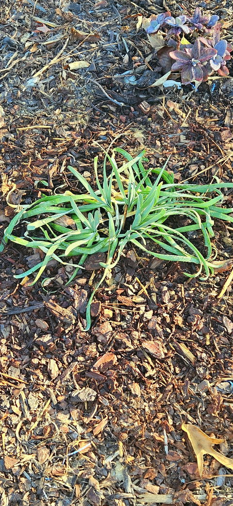 'Bobblehead' Ornamental Onion (Allium hybrid)