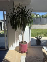Elodie S. review photo