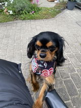 Sindy Hartig review photo