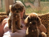 Petra Karstedt review photo
