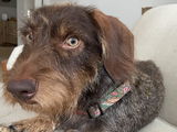 Annie review photo