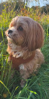 Sylvia review photo