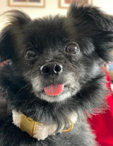 Josi review photo