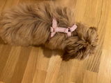 Doreen review photo