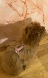 Doreen review photo