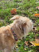 Franzi mit ihrem neuen wunderschönen Halsband review photo